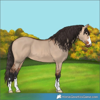 Horse Color:Bay Dun