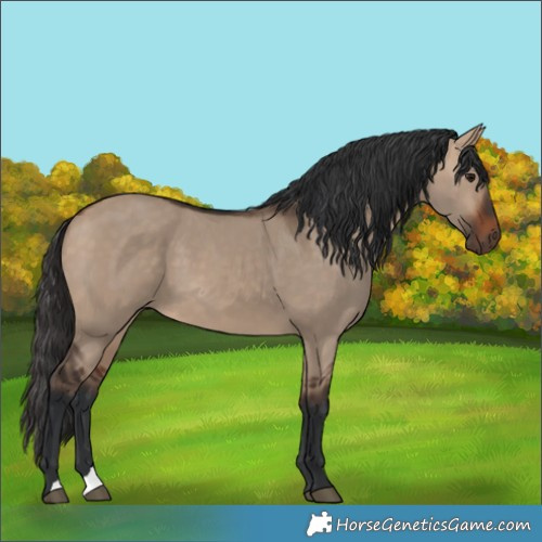 Horse Color:Bay Dun