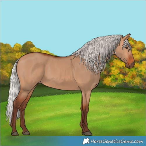 Horse Color:Silver Bay Dun 
