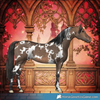 Horse Color:White Spotted Bay Dun Brindle 