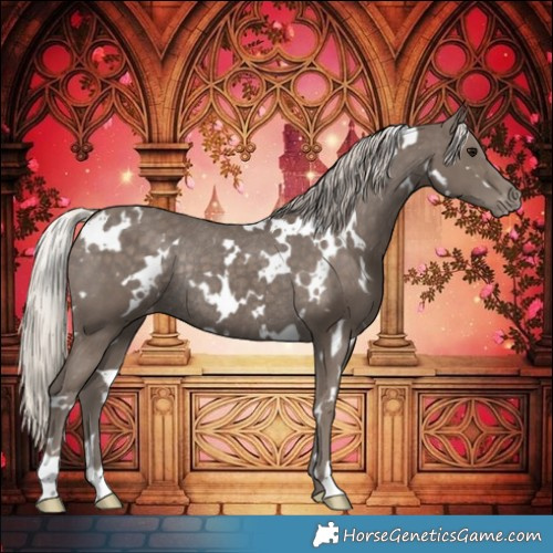 Horse Color:White Spotted Silver Black Appaloosa Rabicano