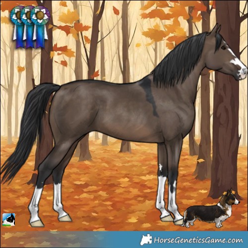 Horse Color:Brown Dun 