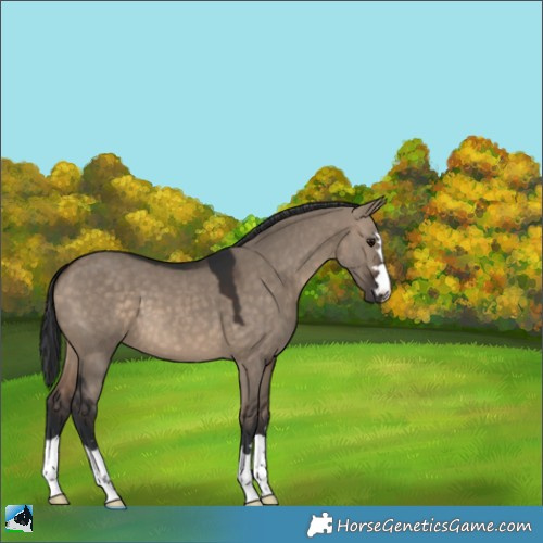 Horse Color:Brown Dun 