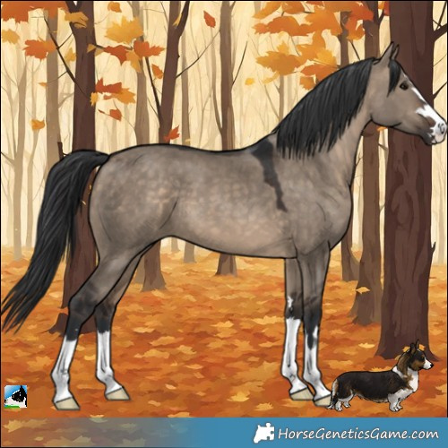 Horse Color:Brown Dun