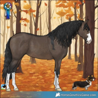 Horse Color:Brown Dun