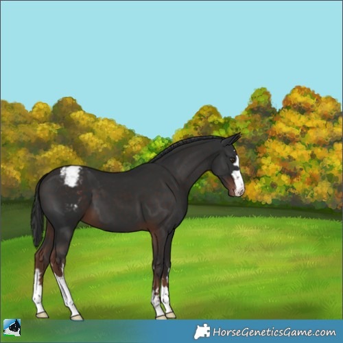 Horse Color:Liver Chestnut Appaloosa 