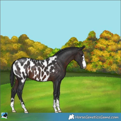 Horse Color:Brown Appaloosa 