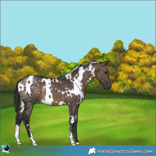 Horse Color:White Spotted Brown Dun 