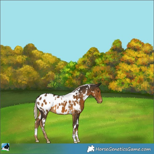 Horse Color:White Spotted Chocolate Palomino Appaloosa 