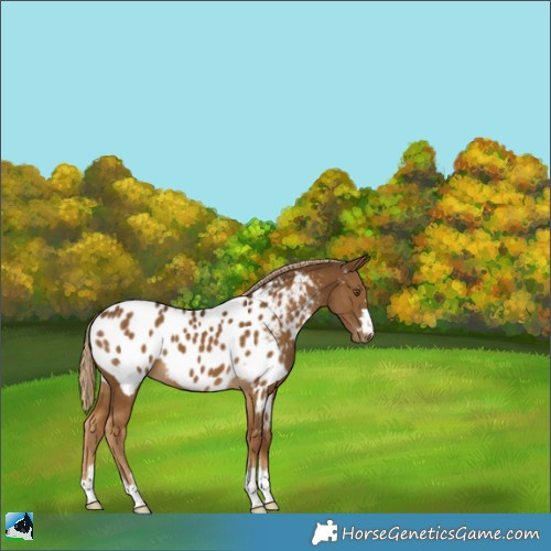 Horse Color:Chocolate Palomino Appaloosa 