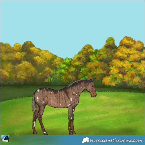 Horse Color:White Spotted Liver Red Dun Brindle 