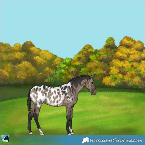 Horse Color:Brown Dun Appaloosa Brindle 