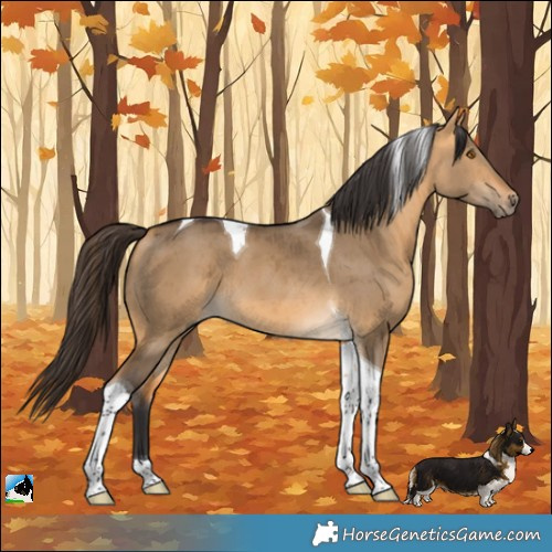 Horse Color:Buckskin Dun Tobiano Brindle 