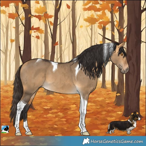 Horse Color:Buckskin Dun Tobiano Brindle 