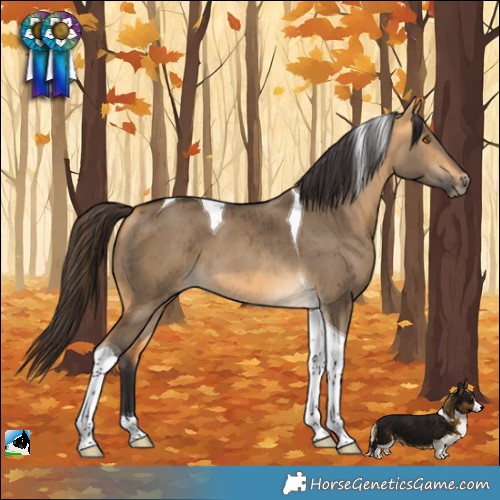 Horse Color:Buckskin Dun Tobiano Brindle