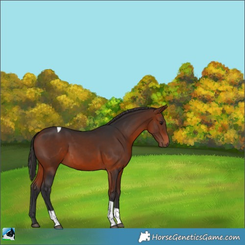 Horse Color:Bay Tobiano 