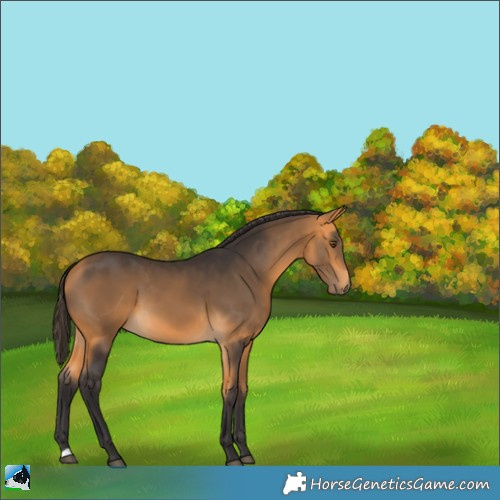 Horse Color:Buckskin 