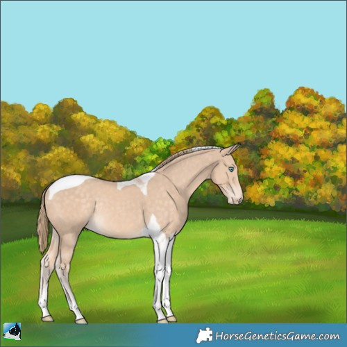 Horse Color:Perlino Tobiano Rabicano 
