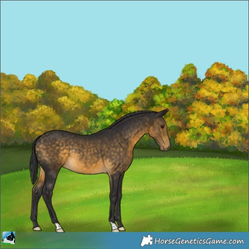 Horse Color:Buckskin Rabicano 