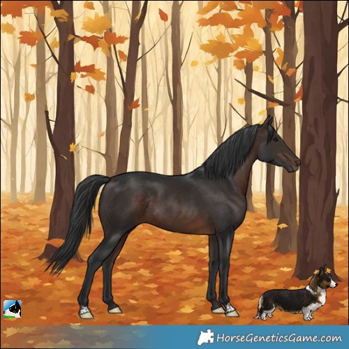 Horse Color:Bay Rabicano