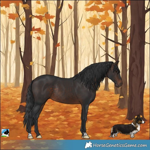 Horse Color:Bay Rabicano 