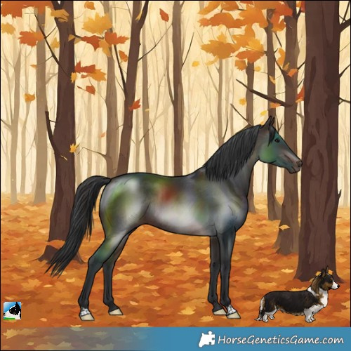 Horse Color:Bay Rabicano 