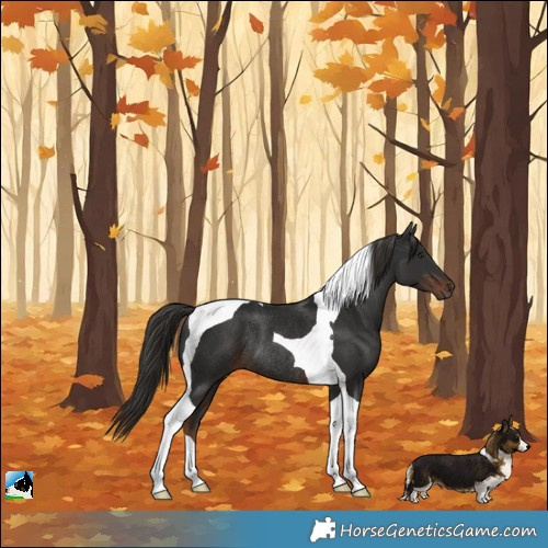 Horse Color:Liver Chestnut Tobiano Rabicano 