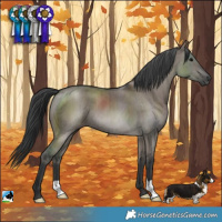 Horse Color:Grullo Brindle 
