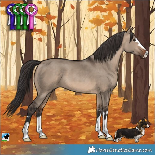 Horse Color:Brown Dun 