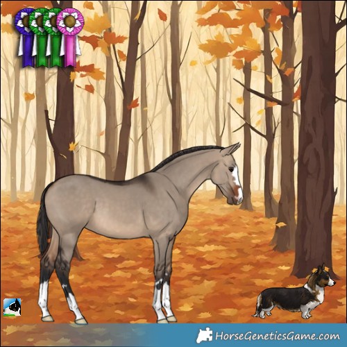 Horse Color:Brown Dun 