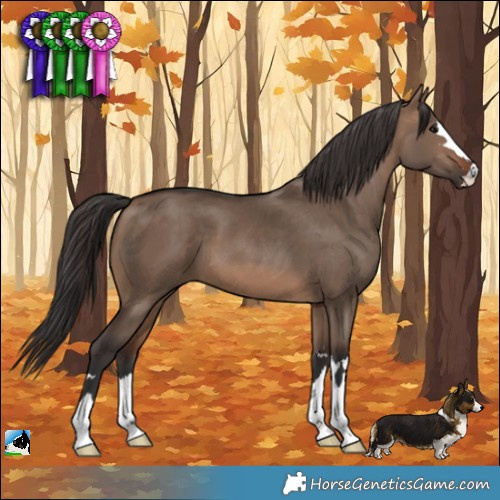 Horse Color:Brown Dun 