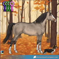 Horse Color:Brown Dun 