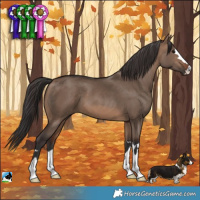 Horse Color:Brown Dun