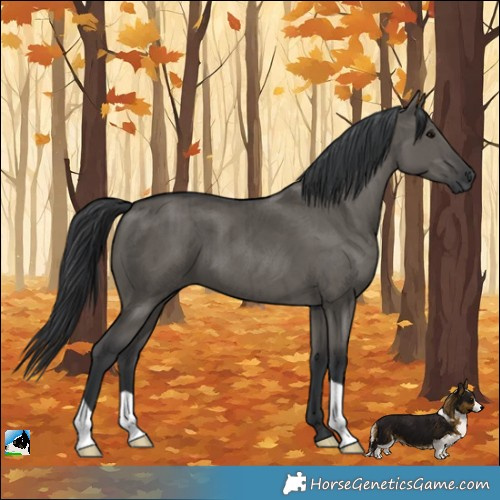 Horse Color:Grullo Brindle