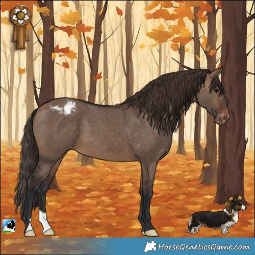 Horse Color:Brown Dun Appaloosa 