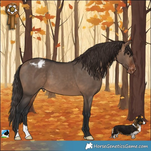 Horse Color:Brown Dun Appaloosa