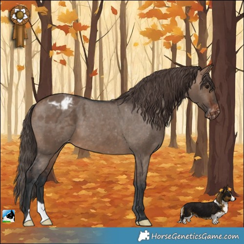 Horse Color:Brown Dun Appaloosa 