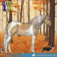 Horse Color:Chocolate Palomino Dun Tobiano
