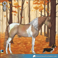 Horse Color:Red Dun Tobiano 