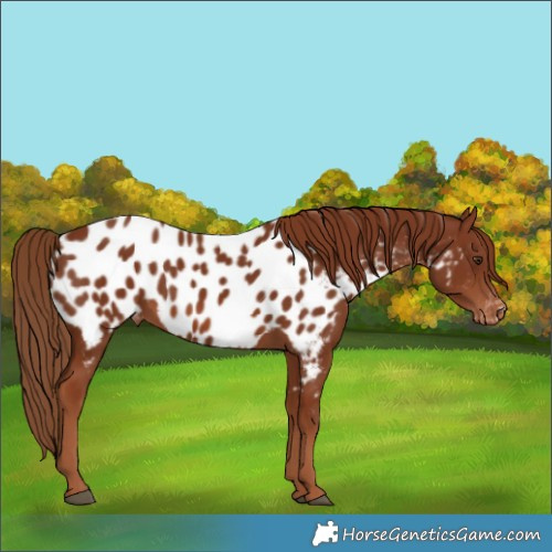 Horse Color:Chestnut Appaloosa 