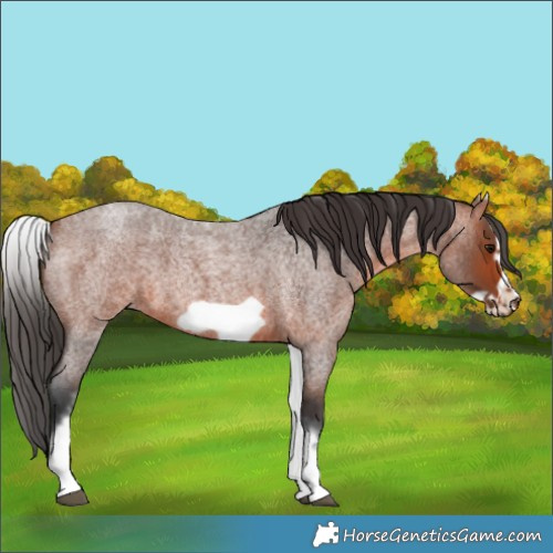 Horse Color:White Spotted Bay Roan Frame