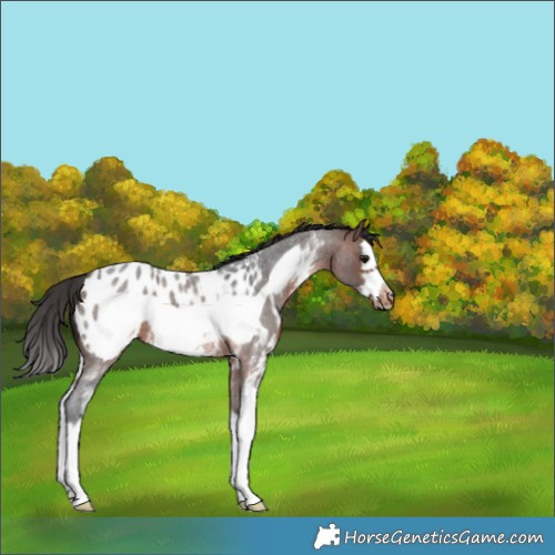 Horse Color:Brown Roan Sabino Splash Frame Appaloosa 