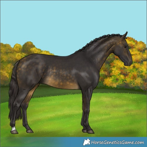 Horse Color:Buckskin Rabicano