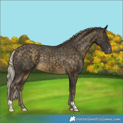 Horse Color:Silver Buckskin Appaloosa Rabicano