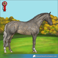Horse Color:Silver Buckskin Appaloosa Rabicano
