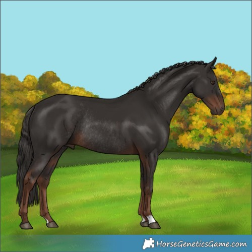 Horse Color:Liver Chestnut Rabicano