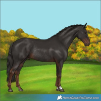 Horse Color:Liver Chestnut Rabicano
