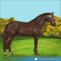 Horse Color:Gray Chestnut