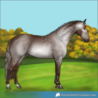 Horse Color:Gray Chestnut 