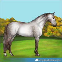 Horse Color:Gray Chestnut